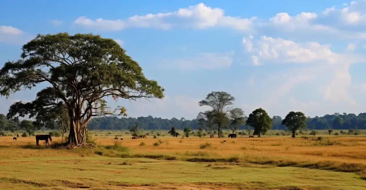 Photos of Jim corbett national park